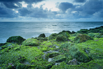 View of seaweed covered stones with moss after the ebb of the ocean