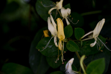 white and yellow flower