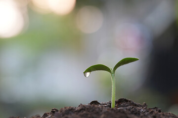 Small sprout with dew macro closeup