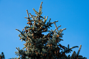 tree branches against blue sky