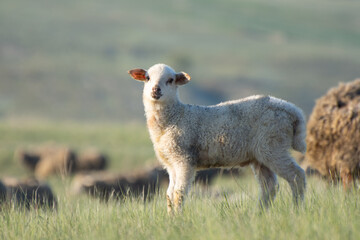 Obraz premium Lamb grazing in the field. Green grass in spring meadow.