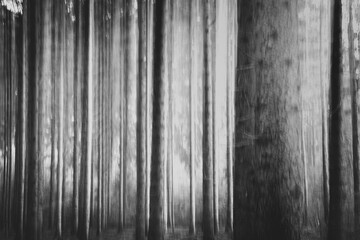 Park abstraction. Long exposure abstraction with movement effect.