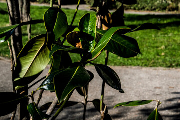 green leaves on the ground