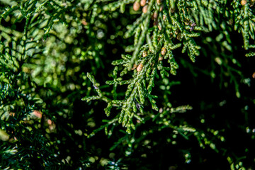 green leaves background