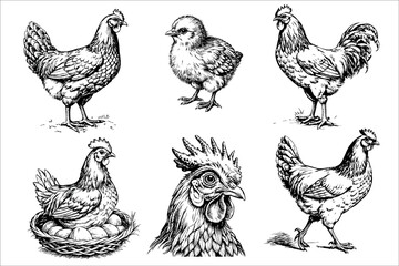 A set of six black and white drawings of chickens in various poses