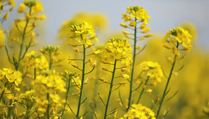 Rapeseed close-up on the field 