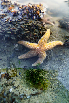 Starfish or sea stars with small mussel shells along the shore