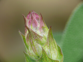 Natura