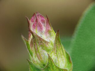 Natura
