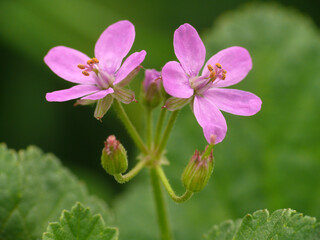 Natura