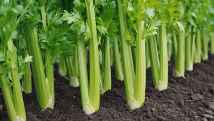 Obraz premium celery in close-up. beds in the field