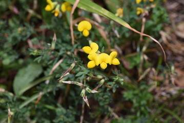 yellow flowers