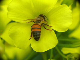 Natura