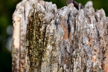 tree bark texture