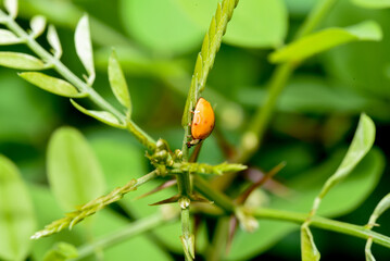 ladybug on a leaf