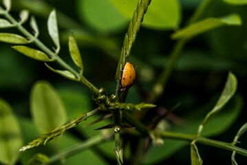 green leaf on a green background