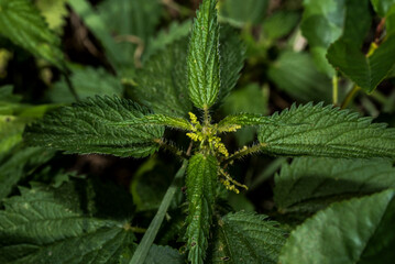dragonfly resting on leaf