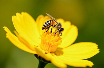 The perfect poster for World Bee Day. A honey bee collects nectar from a yellow flower on a great sunny day in an ecologically clean meadow.