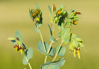 Images of wild plants and flowers. healing flower photos.
