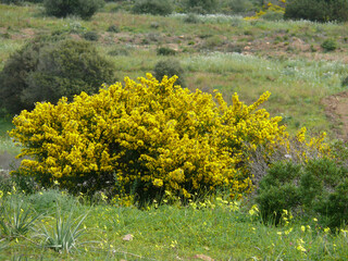 Natura