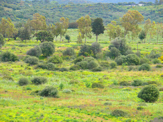 Natura