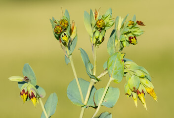 Images of wild plants and flowers. healing flower photos.