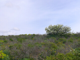 Natura