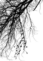 Vector illustration of natural old oak tree branch on white background