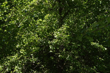 green leaves background