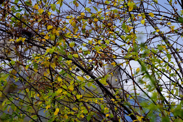 bird on tree
