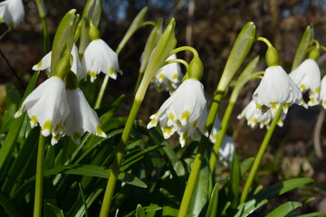 Spring flowers, white bells, spring background