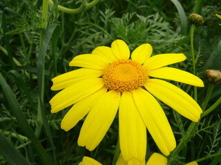 Natura