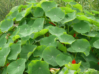 Natura