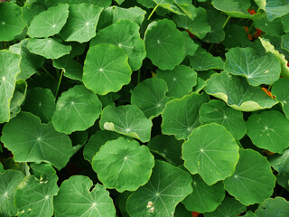 Natura