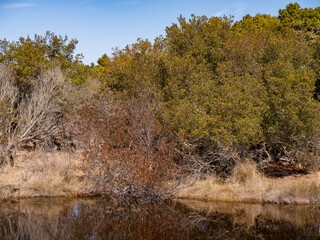 Small canal works its way through the marshes and wetlands in the Chiconteague Wildlife Refuge in Virginia