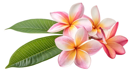 frangipani flower isolated on white