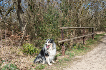 Australian Shepard genießt den Wald