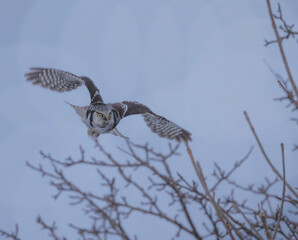 Hawk Owl In Flight