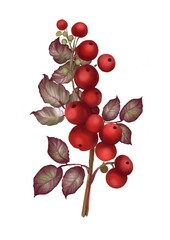 This illustration features a botanical drawing of a red berry branch with deep red leaves. The realistic style emphasizes the natural beauty of the berries, making it perfect for autumn and nature-ins