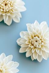 Fototapeta premium Elegant white floral arrangement on soft blue background serene and calming visuals