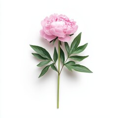 Obraz premium Pink peony flower on white background display