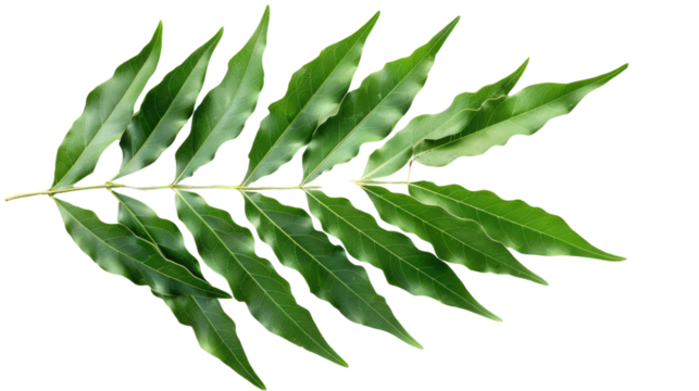 Leafy Serenity: A vibrant branch adorned with symmetrical leaves, displaying nature's elegant geometry