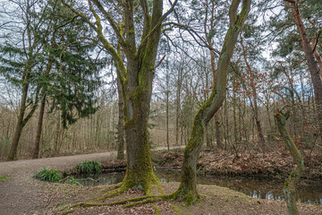 Die Landschaft in und um der Bergwerkswüstungszone im Eschweiler Wald