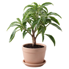 Fototapeta premium Indoor Dracaena Marginata Plant in Pink Pot