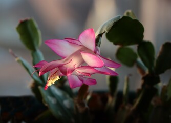 pretty red flowers of schlumbergera potted plant close up