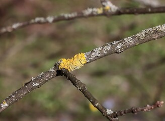 yellow parasite fungus on trees twig Xanthoria parietina-Teloschistaceae Family