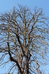 silhouettes of leafless trees at early spring in park