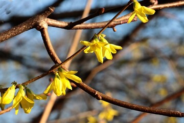 forsythia bush with yellow flowers at spring
