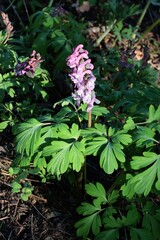 Corydalis Solida colorful flowers in park