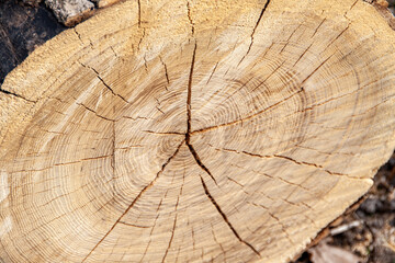 Fototapeta premium cut tree trunk